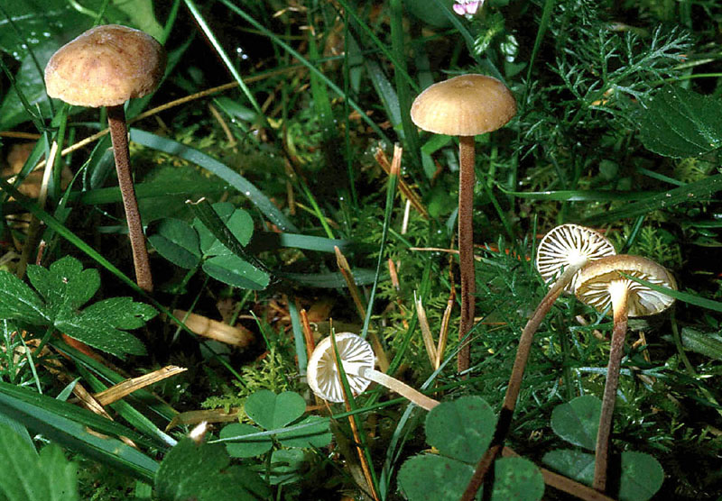 Tanto per cambiare....Quiz!